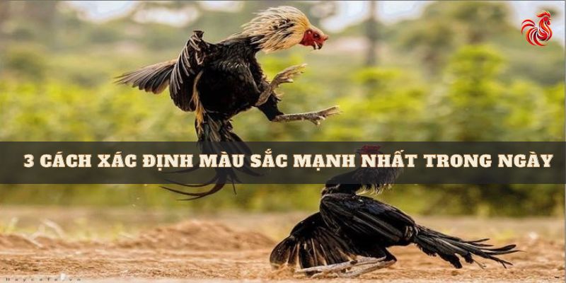 hôm nay đá gà màu nào mạnh