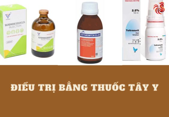 trị bệnh ký sinh trùng đường máu ở gà