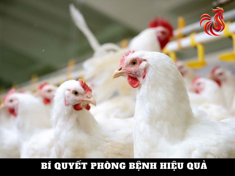 phòng bệnh cầu trùng cho gà