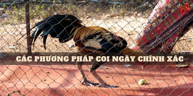 coi ngày đá gà