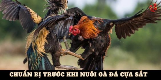  cách nuôi gà đá cựa sắt chuẩn nhất