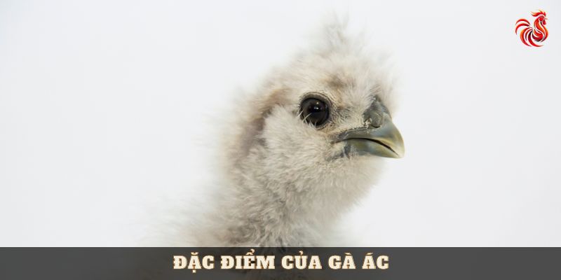 gà ác là gì? 