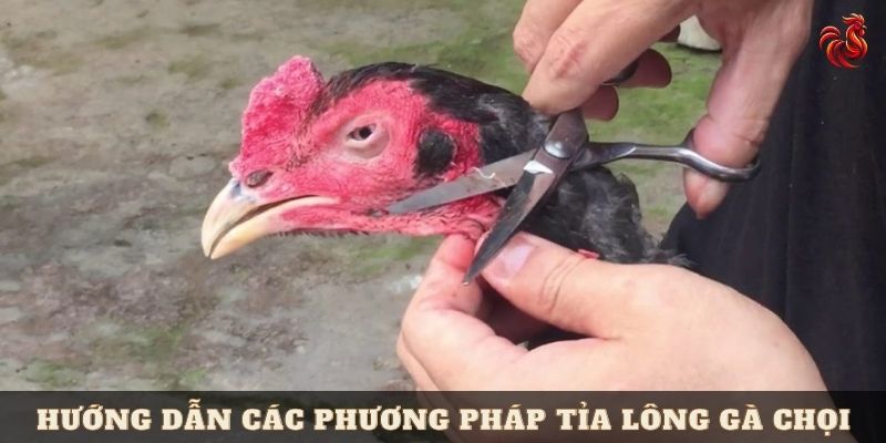  cách tỉa lông gà chọi 