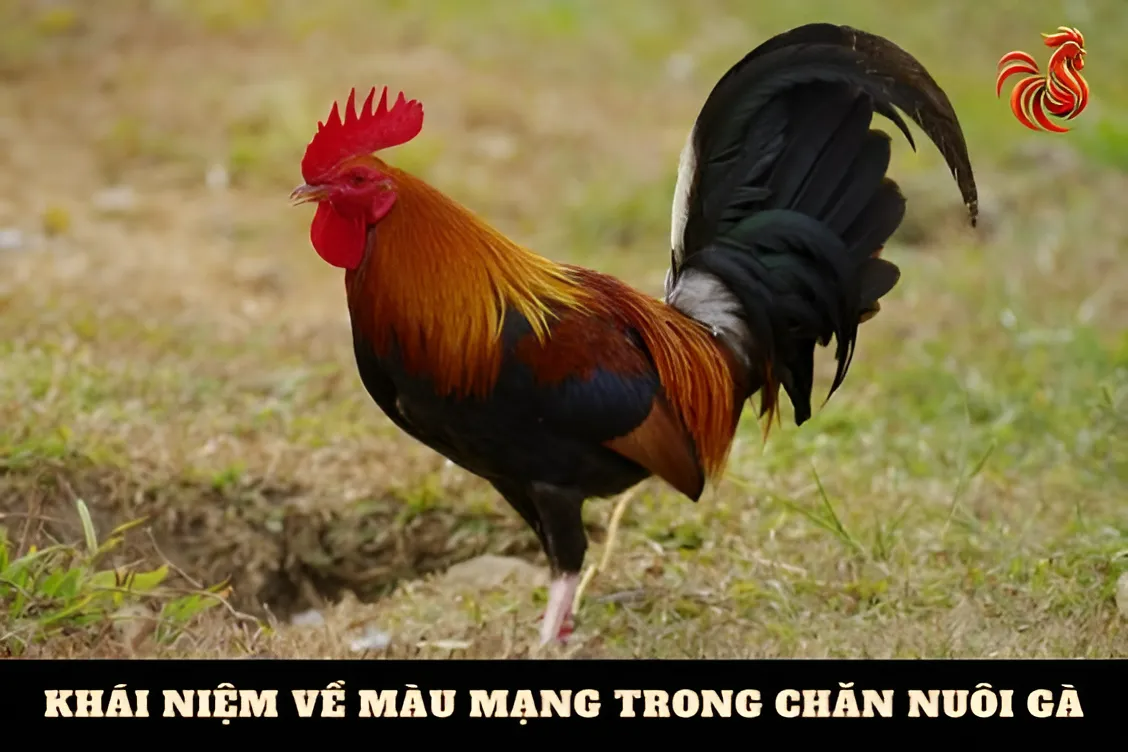 Gà Điều chân vàng