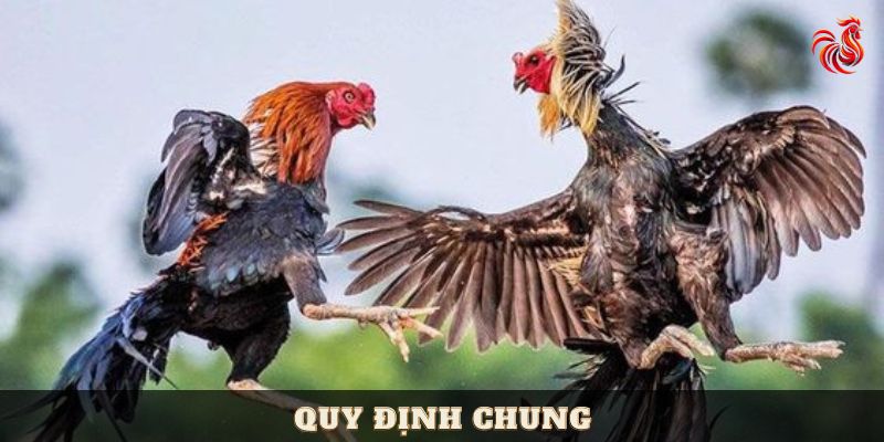 Luật đá gà miền Bắc