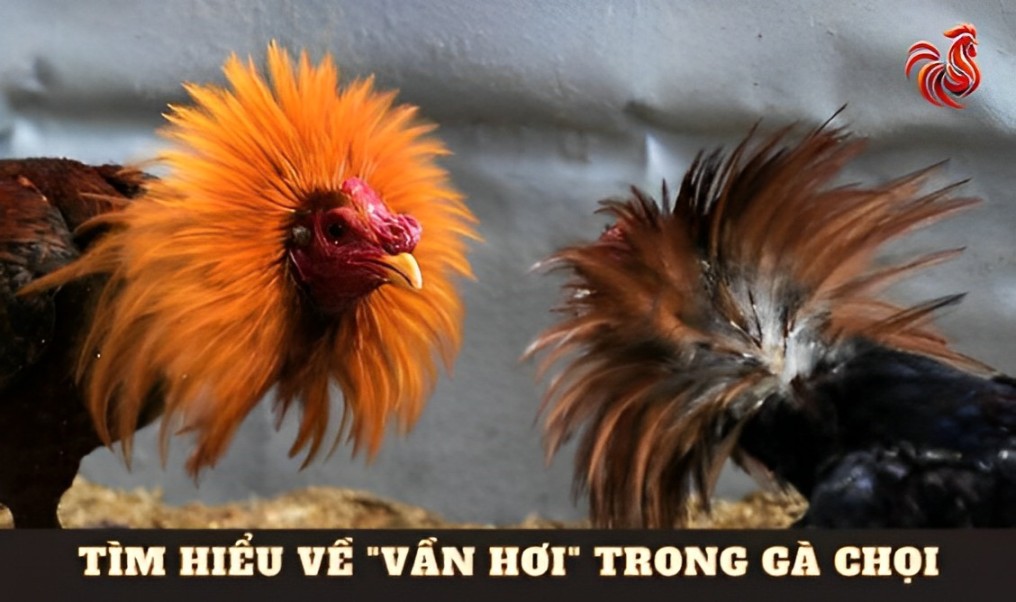 Gà chọi vần hơi nhiều có tốt không?