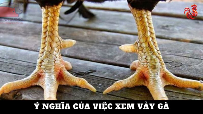 Cách xem vảy gà tốt xấu